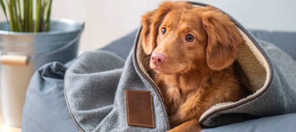 Obligacions legals del propietari de mascota-Si tens un animal domèstic, t'interessa-Buscallà al Berguedà